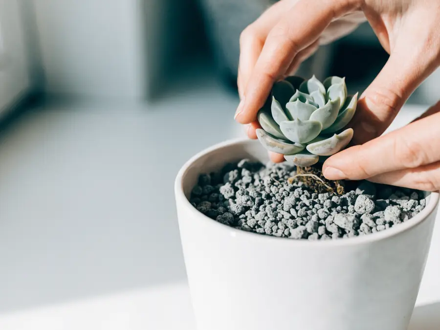 Two hands repotting a pale green echeveria into a white ceramic pot of gritty cactus soil