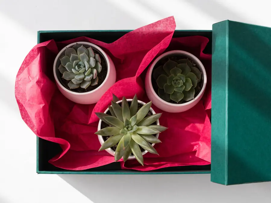 Three succulents in white pots inside an open forest green gift box lined with fuchsia tissue paper